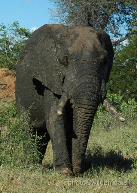 puku rsa 163.jpg - Kruger Elephant near Phalaborwa.